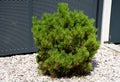 Kneeling pine, is a coniferous tree of cage, sparsely bushy, without a main root. It grows to a height of 1-2 meters and occurs Royalty Free Stock Photo