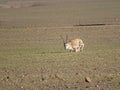 Kneeling of Tibetan antelope