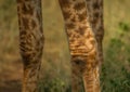 Knees of a Giraffe at the woodland of the Hluhluwe iMfolozi Park Royalty Free Stock Photo