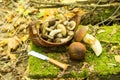 Knife and fresh cut mushrooms. Mushrooms in the basket