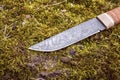 Knife made from damask steel on green moss. Royalty Free Stock Photo