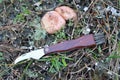 Knife of the mushroom picker and two saffron milk caps in the wood Royalty Free Stock Photo