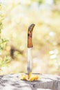 Knife stabbed in the yellow leaves and old stump