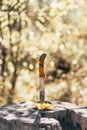 Knife stabbed in the yellow leaves and old stump