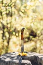 Knife stabbed in the yellow leaves and old stump