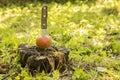 Knife stuck a in a fresh apple and inserted into the moldering s Royalty Free Stock Photo