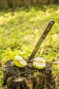 Knife stuck a moldering stump on which apple is cut into two segments in the garden Royalty Free Stock Photo