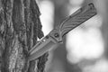 Knife stuck in the tree trunk Royalty Free Stock Photo