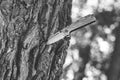 Knife stuck in the tree trunk Royalty Free Stock Photo