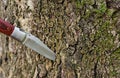 Knife with a wide blade sharp cut into the bark of a tree covered with moss close-up Royalty Free Stock Photo