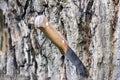 Knife with a wooden handle Royalty Free Stock Photo