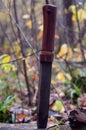 Knife with wooden handle in tree Royalty Free Stock Photo