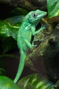 Knight anole Anolis equestris