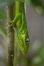 Knight Anole Anolis equestris Closeup