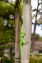 Knight anole Anolis equestris lizard perches on a tree Royalty Free Stock Photo