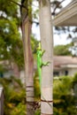Knight anole Anolis equestris lizard perches on a tree Royalty Free Stock Photo