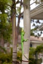 Knight anole Anolis equestris lizard perches on a tree Royalty Free Stock Photo