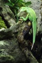 Knight anole Royalty Free Stock Photo