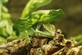 The knight anole gecko Royalty Free Stock Photo