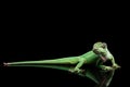 Knight anole lizard on Isolated Black Background