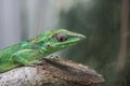 Knight anole