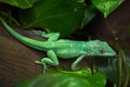 Knight anole & x28;Anolis equestris& x29;