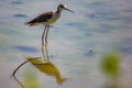 The knight of Italy Himantopus himantopus [Linnaeus, 1758] is a water bird of the Recurvirostrid family