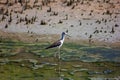 The knight of Italy Himantopus himantopus [Linnaeus, 1758] is a water bird of the Recurvirostrid family