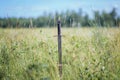 Knight`s sword thrust into the ground. In the field against the background of the forest and the blue sky. Royalty Free Stock Photo