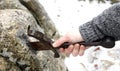 Knight tries to remove Excalibur sword in the stone Royalty Free Stock Photo