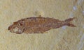 Knightia fossil fish from the eocene period Royalty Free Stock Photo