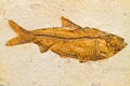 Knightia Fossil Fish Specimen Royalty Free Stock Photo