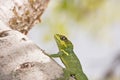 Knights anole on a branch showing its coat in the sun