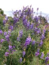 Bunches of Wild Purple Flowers