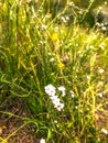 Little White Flowers in a Meadow