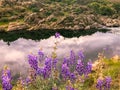 Paradise Fairyland Meadow, River and Purple Wild Flowers