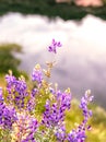 Purple Flowers and Blurry Background