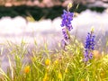 Purple Wild Flowers and Blurry Background