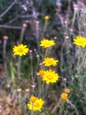 Yellow Mini Cute Wild Flowers