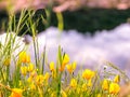 Yellow Mini Tulip Flowers and Blur Water Reflection