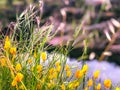 Yellow Mini Tulip Flowers and Blurry Background