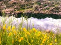 Yellow Tulip Mini Flowers and Sky Reflection in River