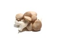 kning trumpet mushrooms in a white background Royalty Free Stock Photo