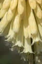 Kniphofia