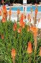 Kniphofia.