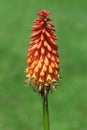 Kniphofia Royalty Free Stock Photo