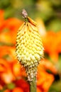 Kniphofia on a bright background.