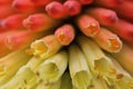 Kniphofia close up