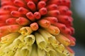 Kniphofia close up