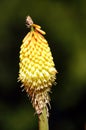 Kniphofia on a dark background.